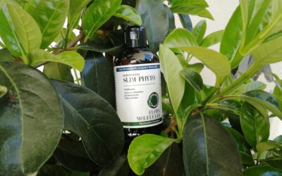 Slim Phyto: olio doccia
